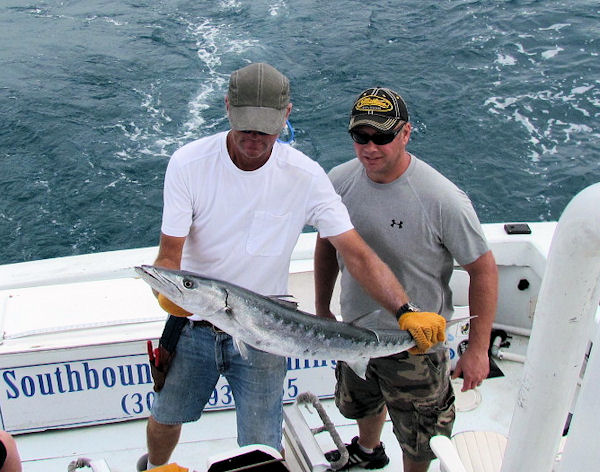 Barracuda caught in Key West fishing on Charter Boat Southbound