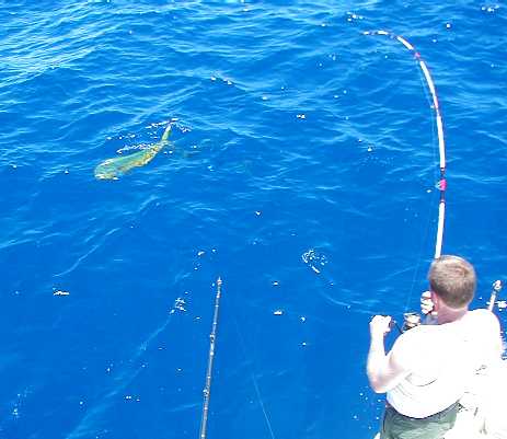 Dolphin on spinning tackle