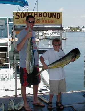 Key West Dolphin