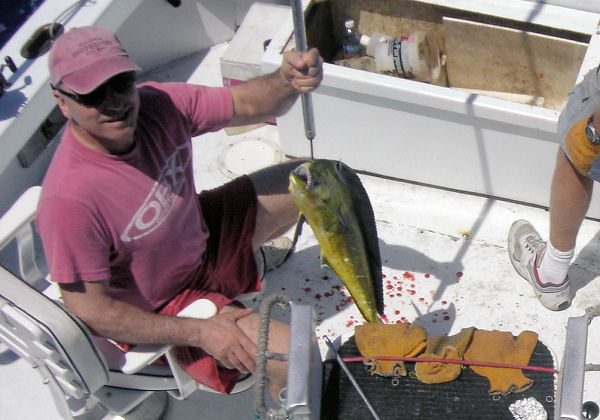 dolphin caugth in Key West fishing on Key West charter boat Southbound from Charter Boat Row