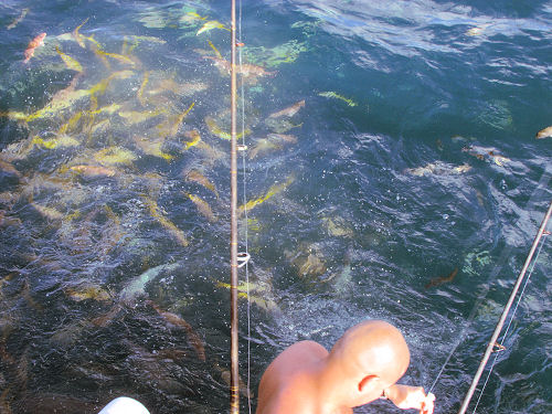 School of Yellow tail and Mangro snapper in the chum behind the boat in Key West while fishing on Charter Boat Southbound