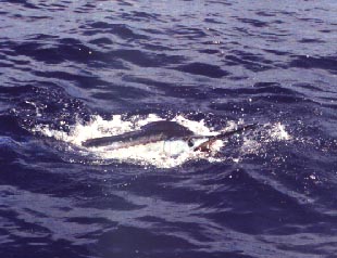Marlin on the surface in Key West