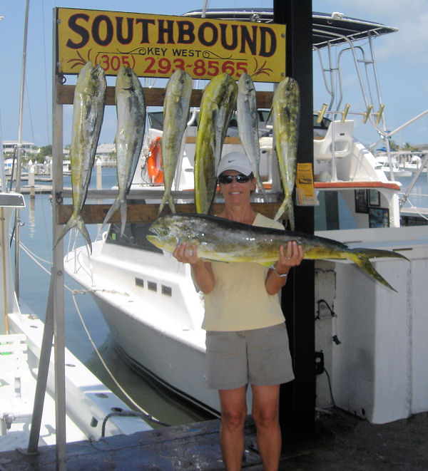 dolphin caught in Key West fishing on charter boat Southboud