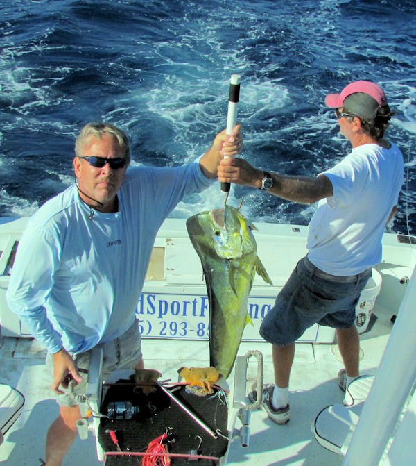 Dolphin caught in Key West fishing on charter boat Southbound from Charter Boat Row, Key West