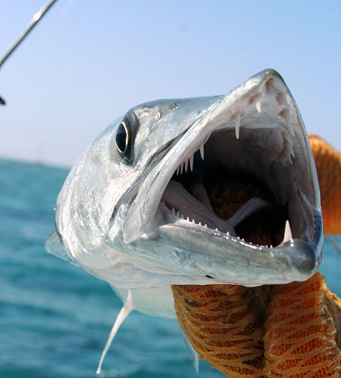 Southbound Sport Fishing Key West Florida