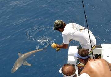 Shark caught fishing Key West on Charter Boat Soutbhound