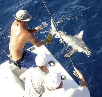 Shark caught fishing on charter boat Southbound in Key West, Florid