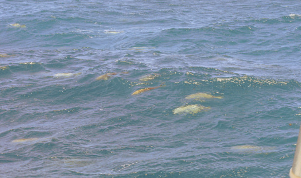School of Cravalle Jacks cruising through the water