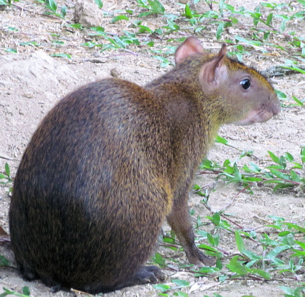 Critter in the jungle of Peru