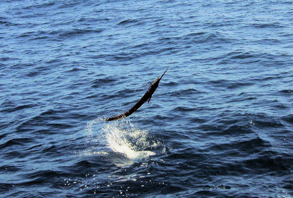 Sailfish jumps near the Southbound while in Key West fishing