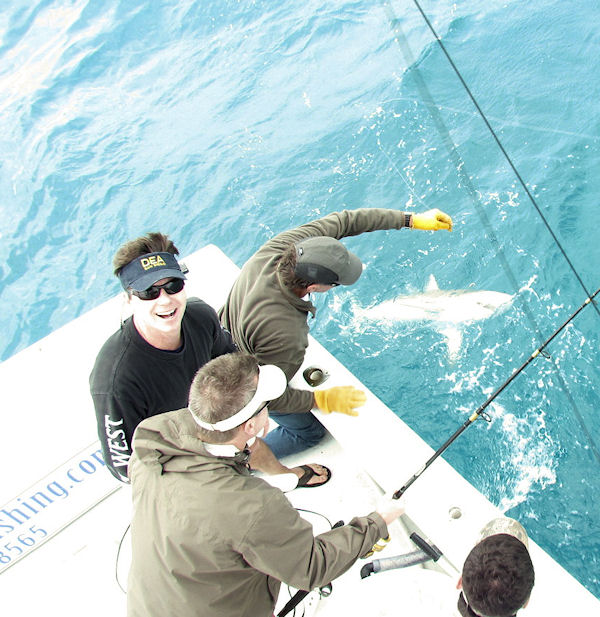 Shark caught fishing Key West on charter boat Southbound from Charter Boat Row Key West