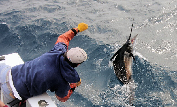 Sailfish near the boat in Key West on charter boat Southbound
