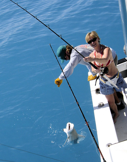 Shark caught fishing Key West aboard charter boat Southbound