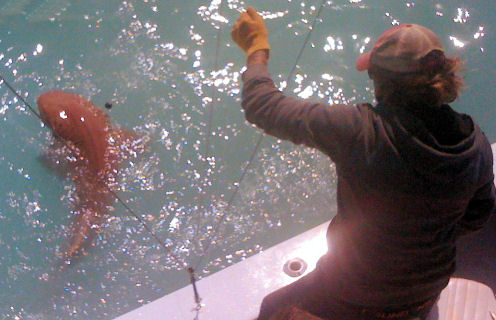 Shark caught fishing Key West on deep sea charter fishing boat Southbound From Charter Boat Row Key West