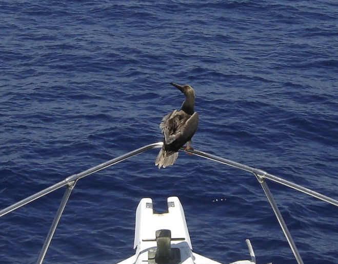 Ganet takes a ride on Key West fishing boat Southbound from Charter Boat Row, Key West