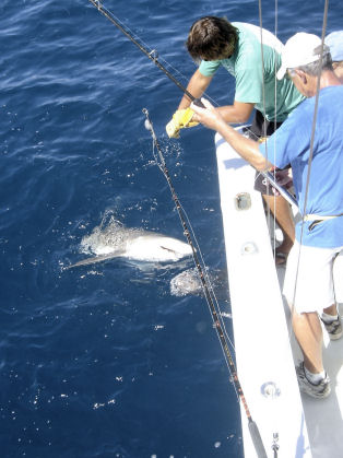 Lemon Shark caught fishing in Key West on charter boat Southbound