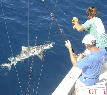 Lemon Shark caught fishing in Key West on charter boat Southbound