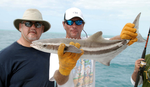 Cobia caught in Key West, Florida fishing on charter boat Southbound