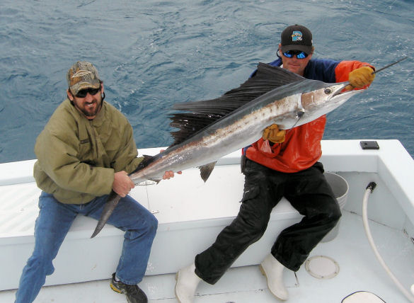Sailfish caught and released while deep sea fishing in Key West, Florida on Charter boat Southbound from Charter Boat Row, Key West