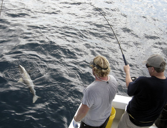 Shark caught fishing Key West on charter boat Southbound from Charter Boat Row, Key West