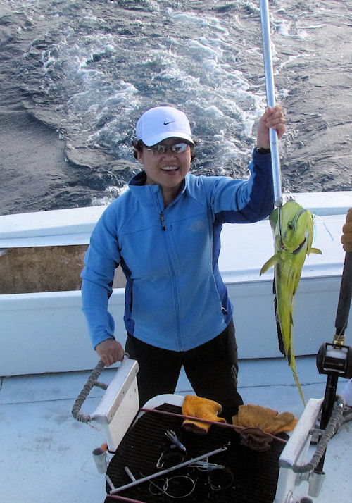 Dolphin caught fishing in Key West on Charter Boat Southbound from Charter Boat Row Key West