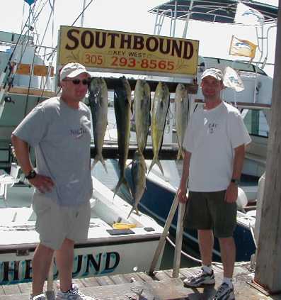 Schoolie Dolphin in Key West Florida