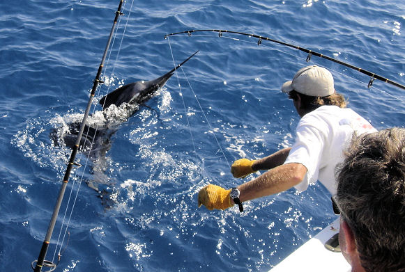 Fish caught aboard the Southbound in Key West, Florida