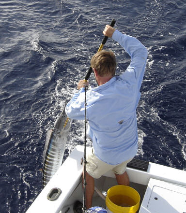 Pictures of Fish Caught aboard while Fishing Key West Charter Boat Southbound
