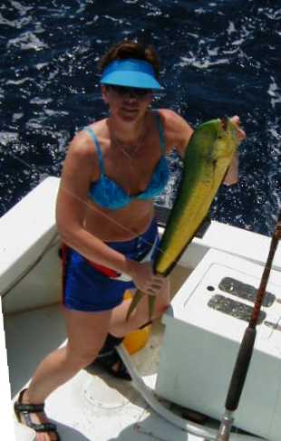 Schoolie Dolphin in Key West, Florida