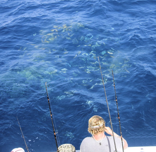 School of Yellow Tail Snapper up feeding in the chum whille fishing on Key West fishing charter boat Southbound