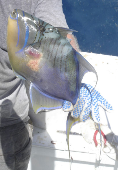 Queen Trigger Fish caught and released on Key West Fishing Boat Southbound