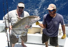 Amberjack caught fishing Key West on charter boat Southbound
