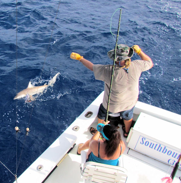 Shark Caught in Key West fishing on charter boat Southbound