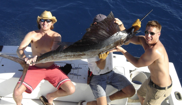 Sailfish caught fishing aboard charter boat Southbound in Key West, Florida