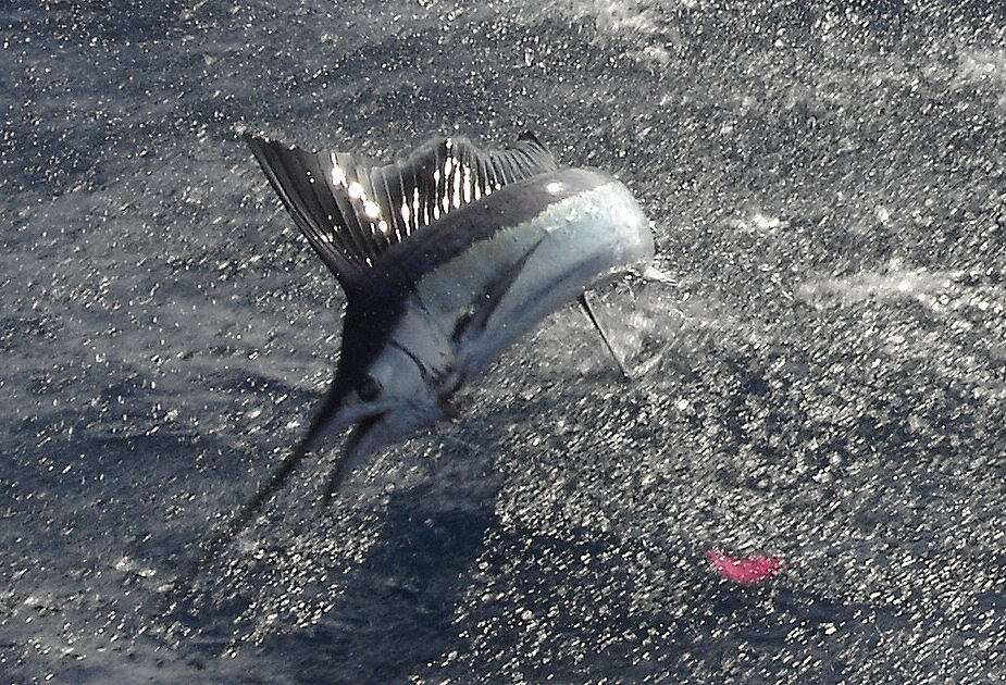 Sailfish jumping close to the Boat in Key West while fishing on Key West fishing boat Southbound from Charter Boat Row