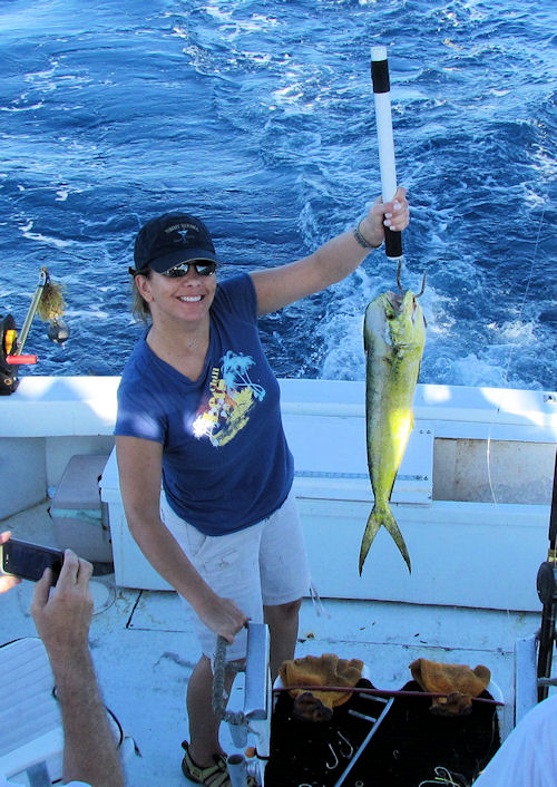 Dolphin caught fishing in Key West on Charter Boat Southbound from Charter Boat Row Key West