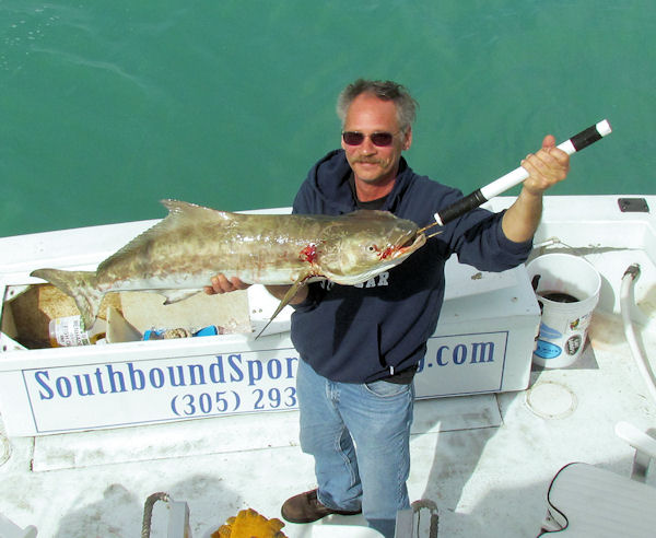 30 lb Cobia caught in Key West fishing on charter boat Southbound from Charter Boat Row, Key West
