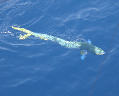 Dolphin being caught on Key West deep sea fishing charter boat Southbouhd from Charter Boat Row Key West