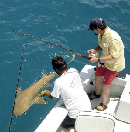 Shark caught fishing Key West Florida on charter boat Southbound
