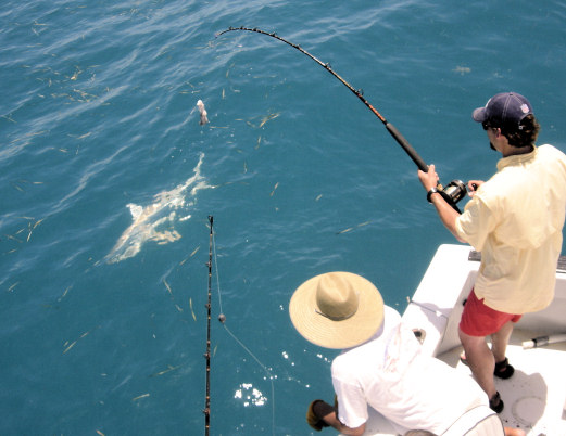 Shark caught fishing Key West Florida on charter boat Southbound