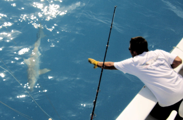 Mate Dan wires Shark caught fishing Key West Florida on charter boat Southbound