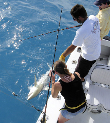 Shark caught fishing Key West Florida on charter boat Southbound