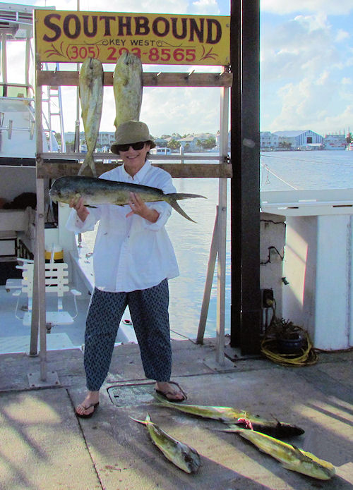 Dolphin caught fishing in Key West on Charter Boat Southbound from Charter Boat Row Key West