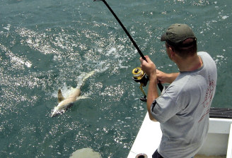 Shark caught fishing Key West Florida on charter boat Southbound