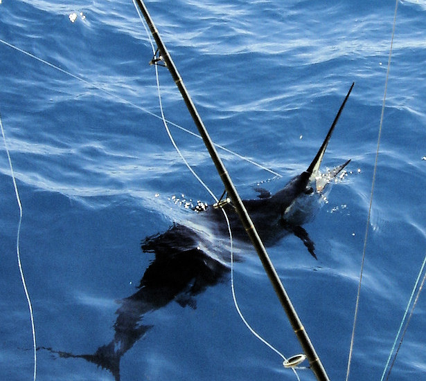 Sailfish jumping while being caught on light tackle on the charter boat Southbound in Key West, Florida