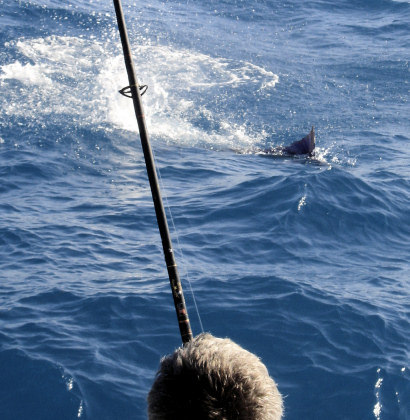 Sailfish jumping while being caught on light tackle on the charter boat Southbound in Key West, Florida