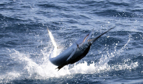 Sailfish jumping while being caught on light tackle on the charter boat Southbound in Key West, Florida