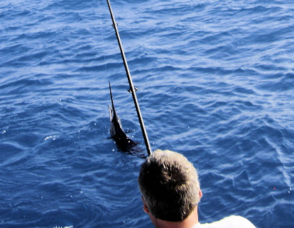Sailfish jumping while being caught on light tackle on the charter boat Southbound in Key West, Florida