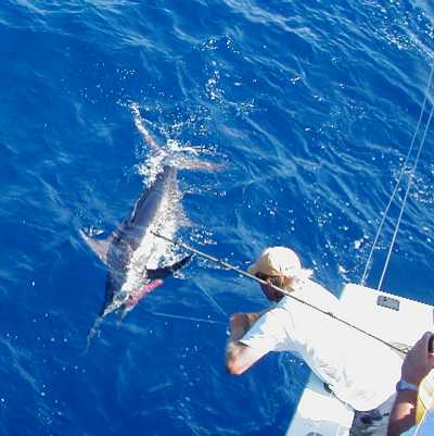Key West Marlin