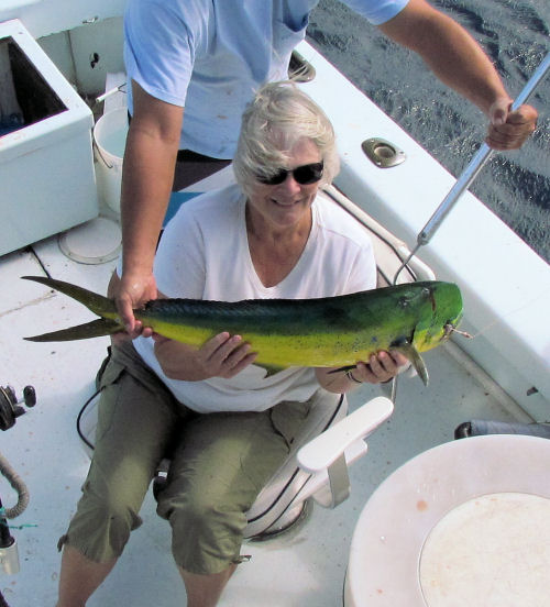 Dolphin caught in Key West fishing on charter boat Southbound from Charter Boat Row Key Wes